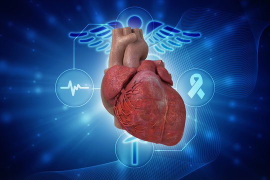 Human Heart - Anatomy of Human Heart