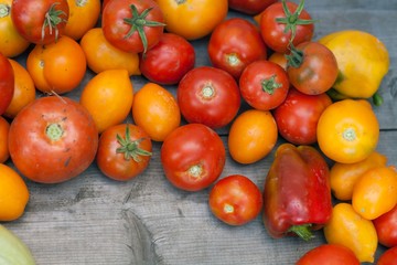 Fototapeta na wymiar fresh dirty tomatoes only from a kitchen garden