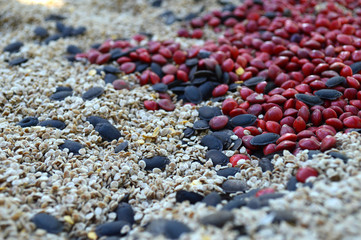 Plant seeds from central of Thailand