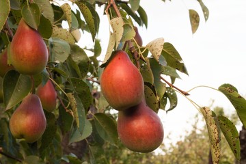 ripe pears on a branch