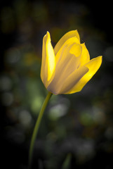 Gelbe Tulpe durch Tiefenunschärfe freigestellt vor dunklem Hintergrund - Tulipa