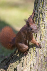 Naklejka na ściany i meble Red squirrel, (Sciurus vulgaris) on tree trunk. 