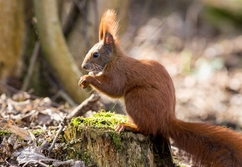 Naklejka na ściany i meble Red squirrel, (Sciurus vulgaris). 