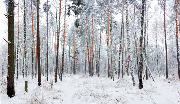 Fototapeta Winter forest during a snowfall
