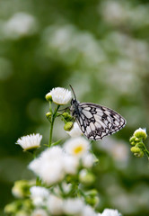 white butterfly