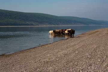 Horses in the river on a hot day. Lena river. Yakutia. Russia.