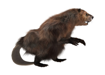 North American Beaver
