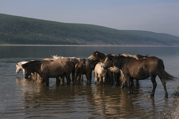 Naklejka na ściany i meble Horses in the river on a hot day. Lena river. Yakutia. Russia.