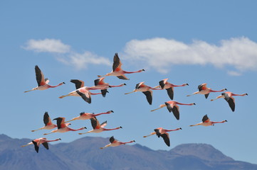 Fototapeta premium A flock of Andean flamingos in flight