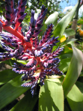 lila Blüte einer Regenwaldpflanze