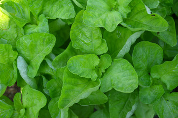 Dwarf amaranth, Amaranthus sp., Family Amaranthaceae, Central of Thailand