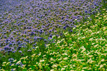Phacelia