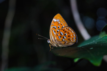Fototapeta na wymiar Orange Harlequin or Larger Harlequin butterfly