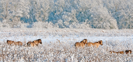 Horses in a snowy field in winter © Naj