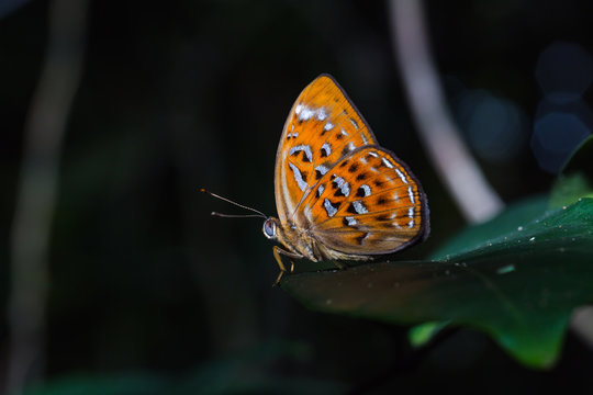 Orange Harlequin or Larger Harlequin butterfly