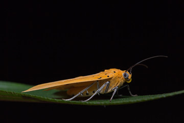 Asota egens moth on green leaf