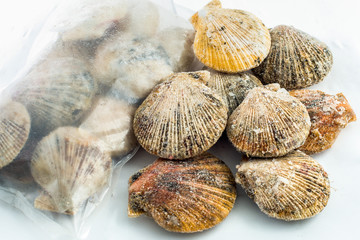 frozen meat of scallop shells