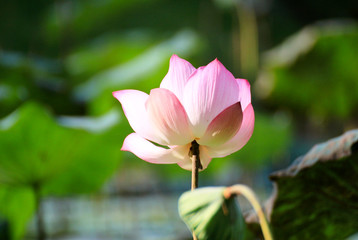 Pink lotus flowers beautiful blooming 