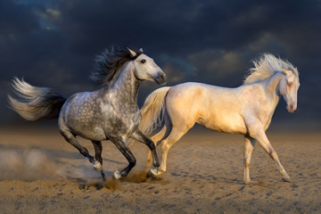 Fototapeta na wymiar Two horse play in desert against dramatic sky