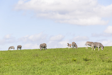 Zebras Summer wilderness rural landscape plateau.