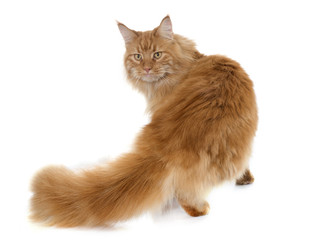 maine coon cat