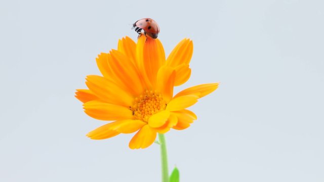 Ladybug take off from the Gerber orange flower (include slowmotion version)
