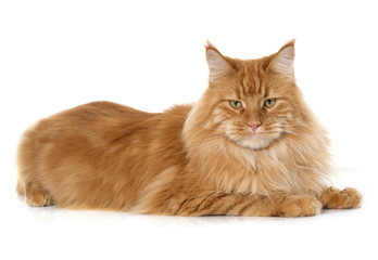 maine coon cat