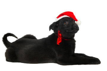 Black puppy in santa hat lying on the isolated background