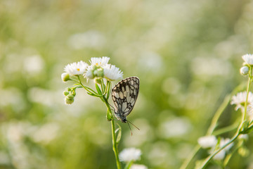 white butterfly