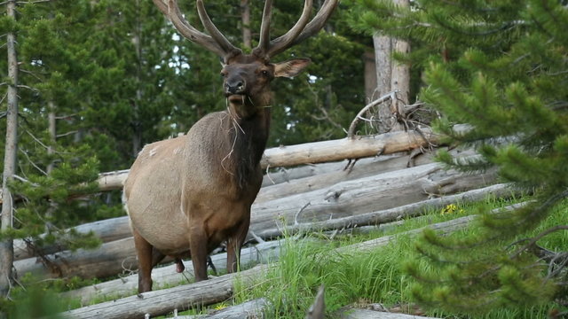 Elk
Video shot of an elk in the woods.