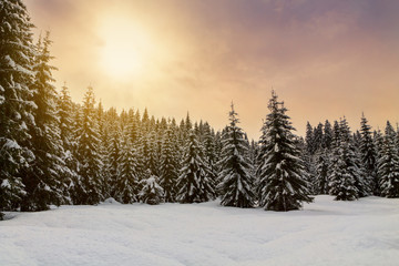 Cosy winter scene with snow-covered trees in the mountains