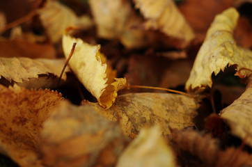 落ち葉のクローズアップ