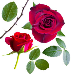 Naklejka premium Roses