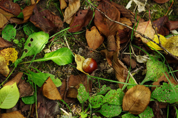 落ち葉と栗