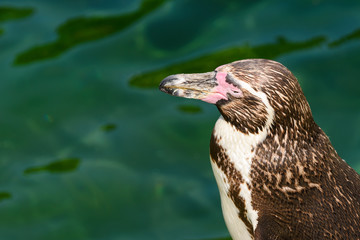 Solitary Magellanic Penguin (Spheniscus Magellanicus) On A Rock Surrounded By Water And Penguins Swimming Around Him