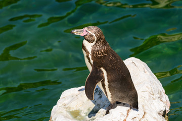 Solitary Magellanic Penguin (Spheniscus Magellanicus) On A Rock Surrounded By Water And Penguins...