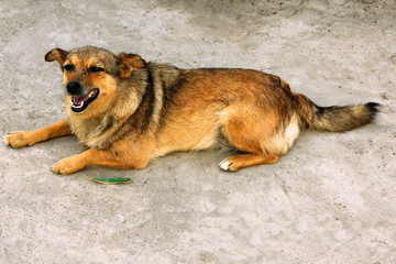 yard dog lying on the ground close up