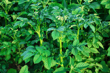 green sprouts of potato tuber with color