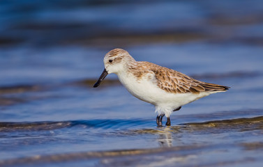  Spoon-billed sandpiper (Calidris pygmaea) who Critically Endangered status 