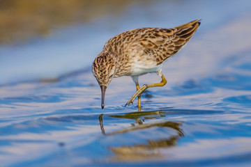 Broad-billed Sandpiper(Limicola falcinellus) on the sea for food with leg up 