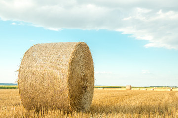 cornfield