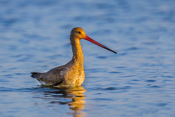  Portrait close up of Eastern Black-tailed Godwit(Limosa melanuroides) in nature with evening light 