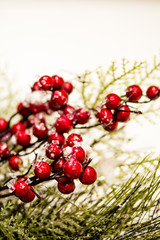 Holiday Holly and Greenery Background