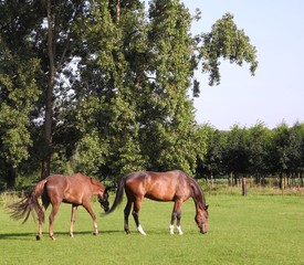 Pair of horses.