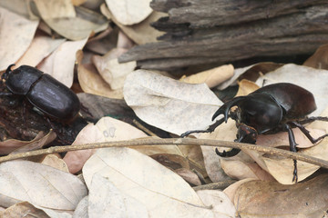 Close up male fighting beetle (rhinoceros beetle)