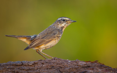 Right side of female Bluethroat (Luscinia svecica ) on the ground