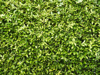green leaves wall background