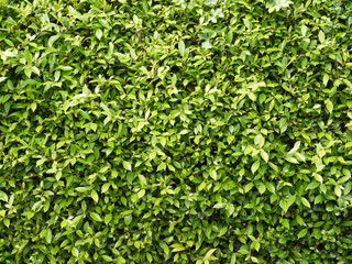 Fototapeta na wymiar green leaves wall background