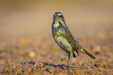 Female Bluethroat (Luscinia svecica ) on the ground in nature 