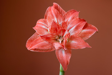 amaryllis on orange background